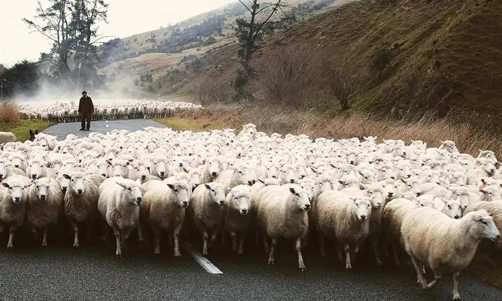 Redyk jesienny... O cyklach życia i nieuchronnym biegu życia.