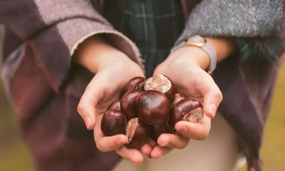 Kasztan w dłoni... Dlaczego wspomnienia z dzieciństwa są tak niezwykłe?