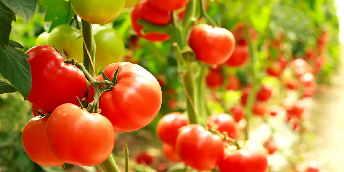 Co zjada moje pomidory? Dlaczego nasze podejście do przyrody zawodzi?