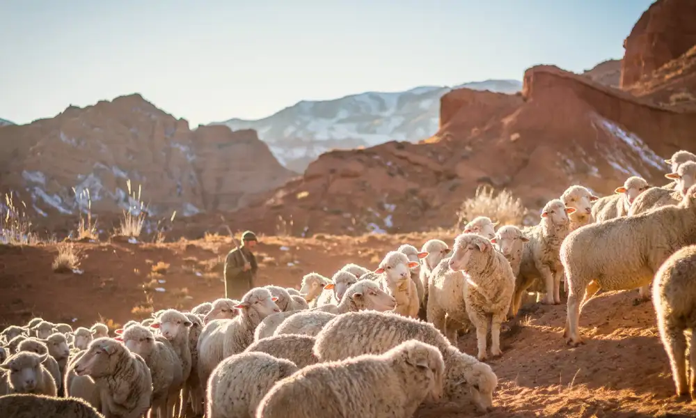 Pasterz... i owce! Co ten obraz może przekazać ludziom XXI wieku?